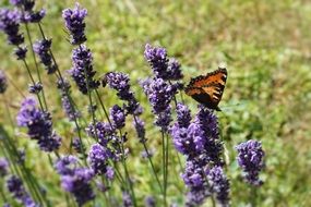 unusually beautiful orange Butterfly