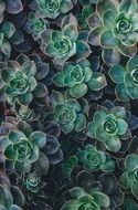 Succulent Plants growing in a garden