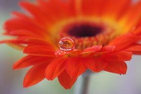 large drop of water on an orange gerbera close-up on blurred background
