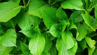 A lot of green leafs on a garden