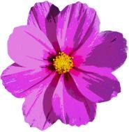 purple flower on the white background