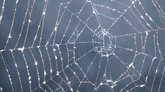 White cobweb on Halloween