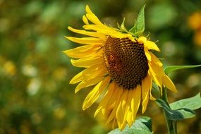 sunflower on the blurred background