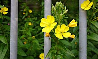 yellow flowers along the trellis