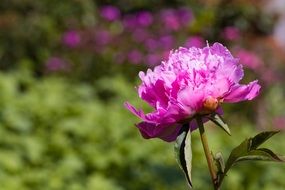 purple peony garden
