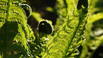 new Green Fern foliage close-up on blurred background