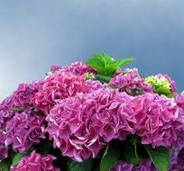 bunch of Pink Hydrangea Flowers at sky