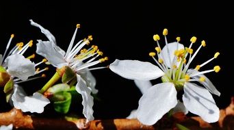 white Spring Blossom macro view