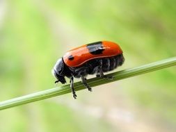 Beetle Grass Nature