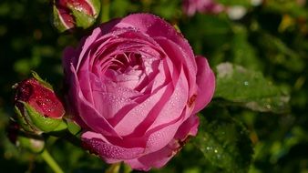 Red rose in the morning dew macro