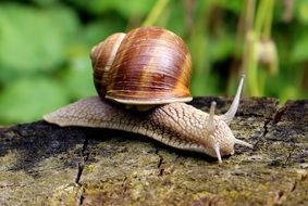 brown snail on tree bark