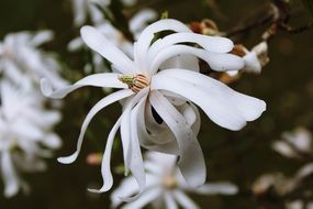 white flowers with long petals close-up