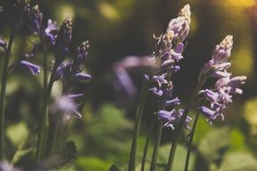 purple summer flowers on thin stems