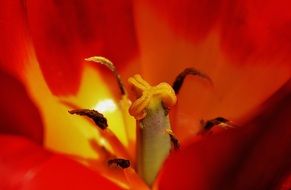 inside of colorful blossom