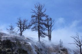 scenery foggy forest in the movie Yellowstone