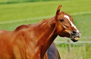 brown stallion in coupling