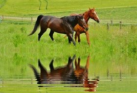 reflection of two stallions in a pond on a farm