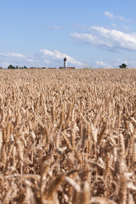 cornfield in Bavaria