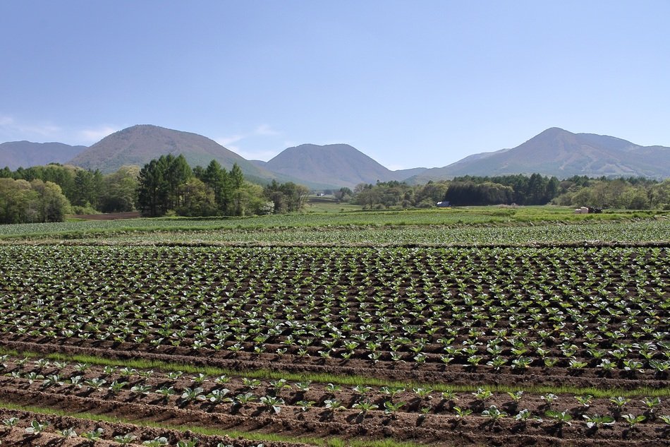 Cabbage fields in Tsumagoi