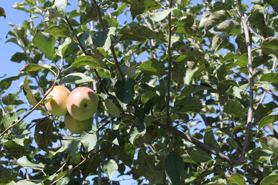 apples on a tree in the warm sun