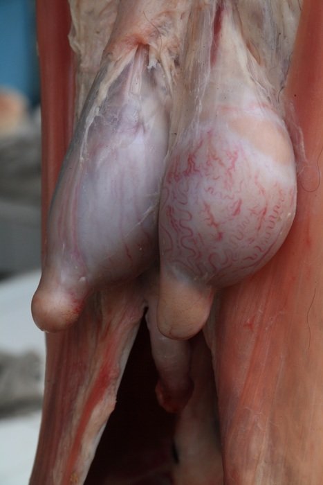 closeup picture of Fresh Meat