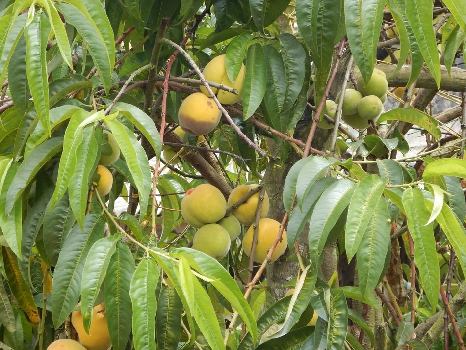 Wild peaches on the tree