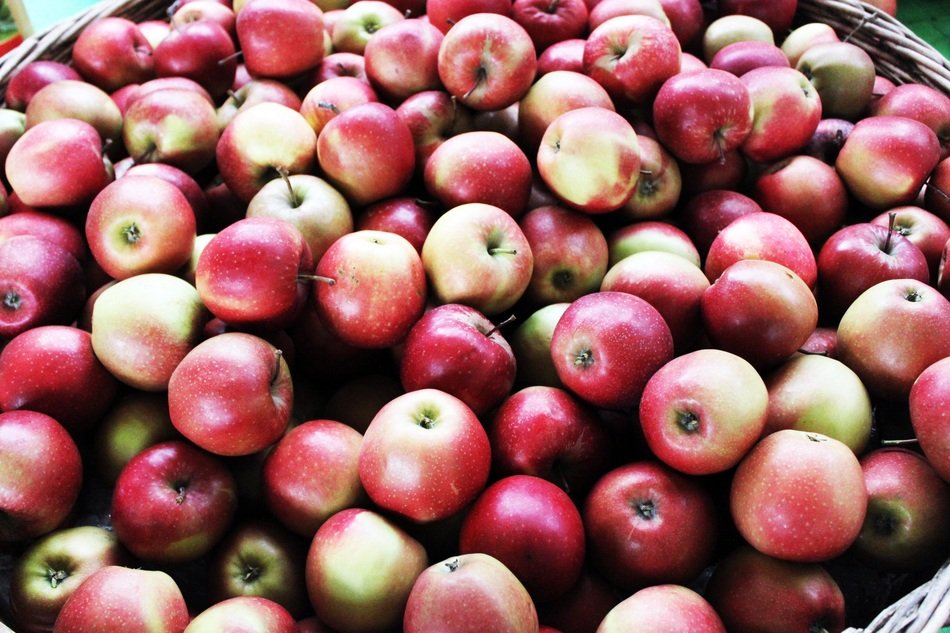 Apples on Thanksgiving