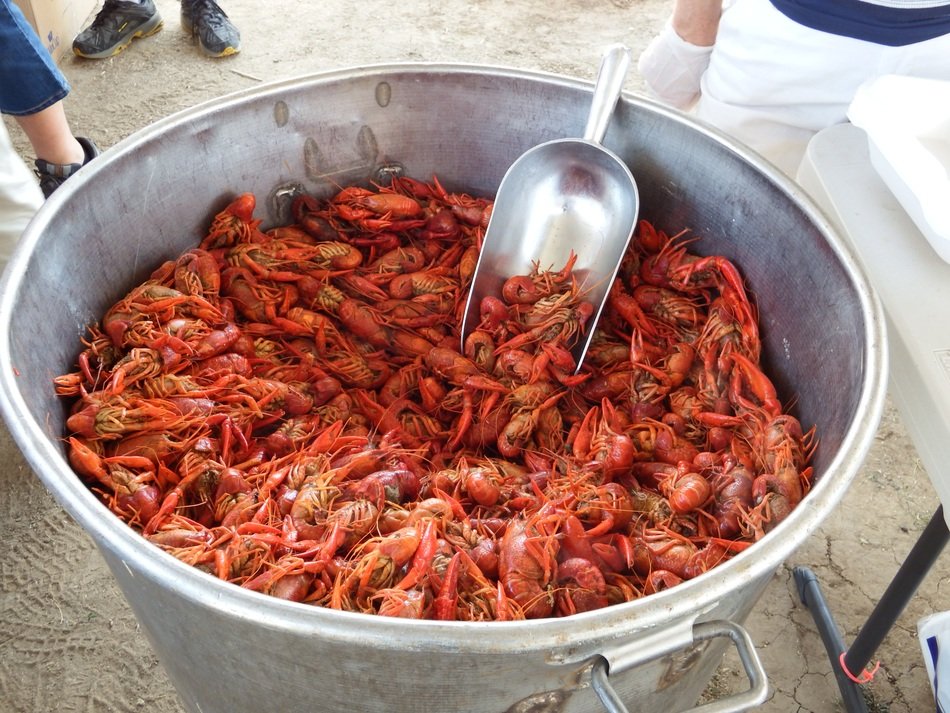 beautiful delicious Crawfish