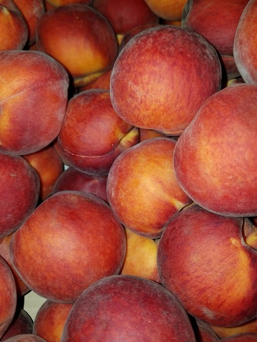 harvest of peaches elbert