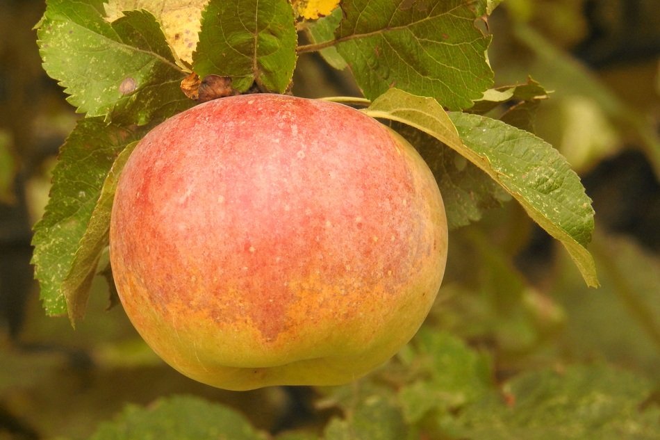 organic apple on the tree