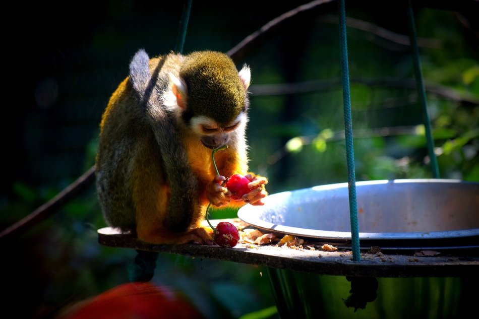 monkey eats at the big cauldron close-up on blurred background