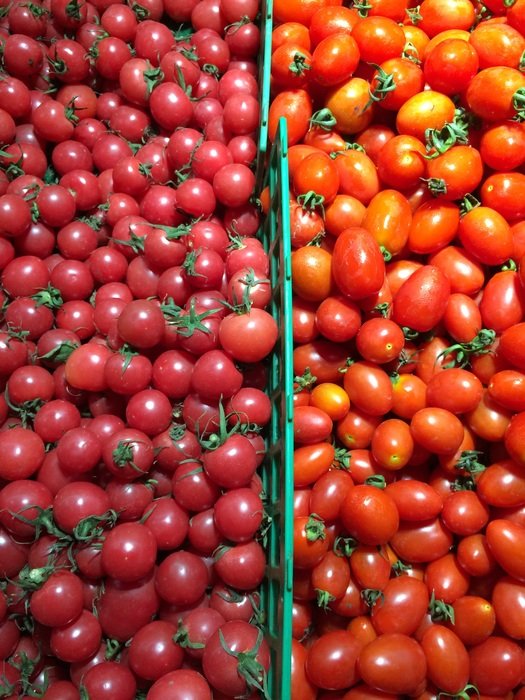 red and pink tomatoes