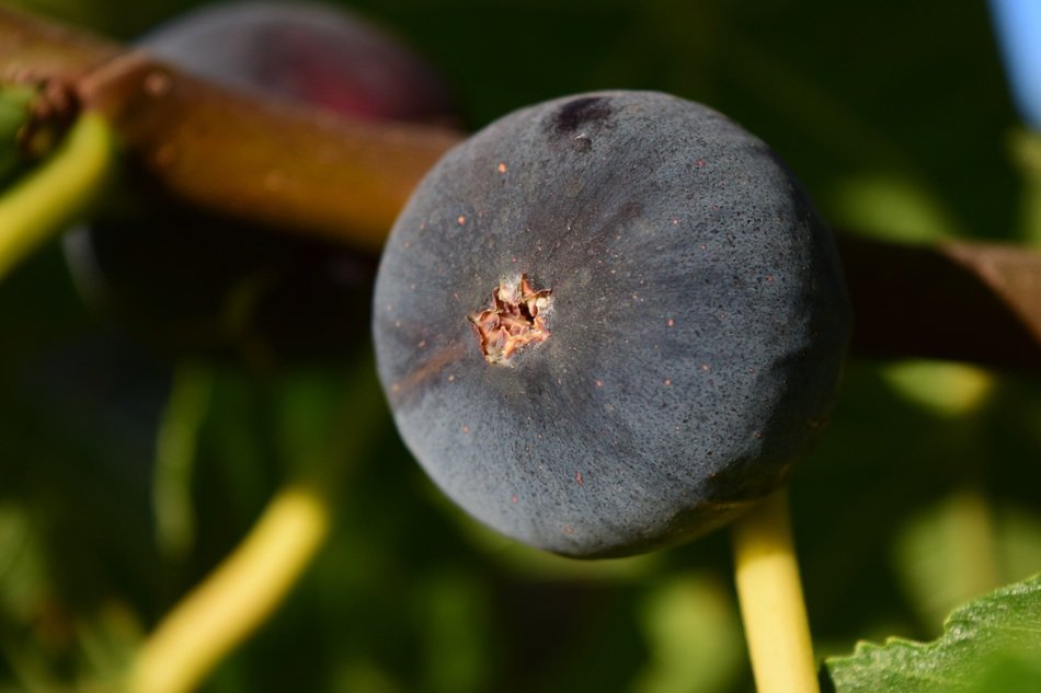 Blue fig among the leaves