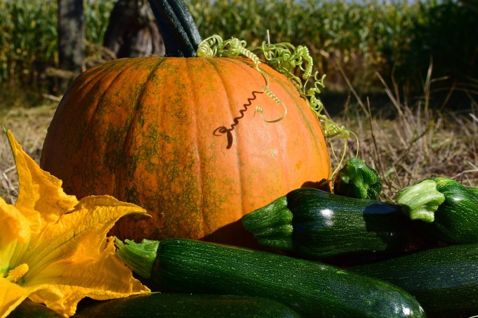 ripe pumpkin is a source of vitamins