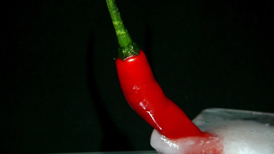 Red chili peppers in ice