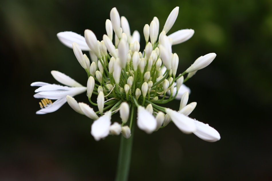 Ramson Flower