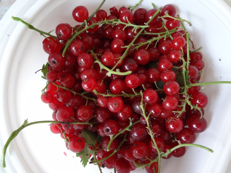 attractive Red Healthy currant