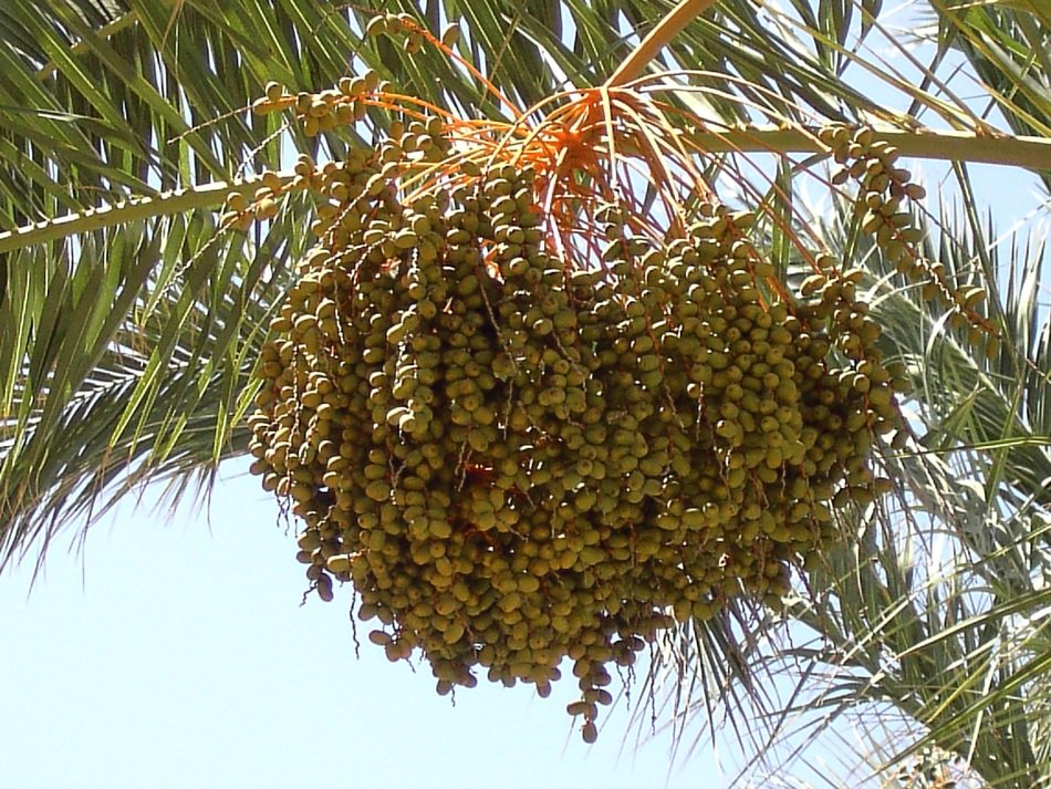 fruits on a date palm