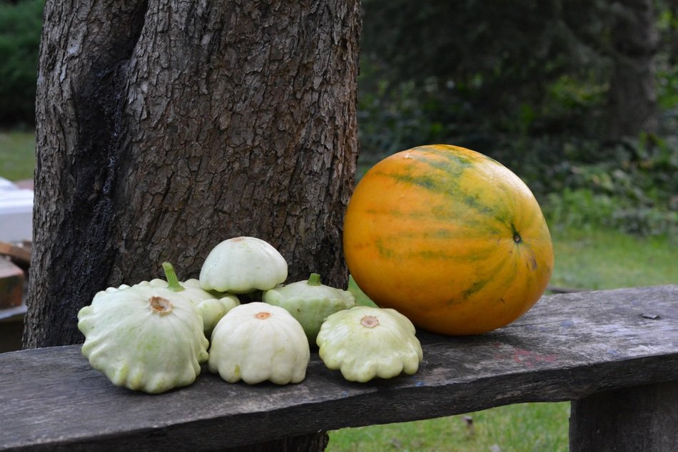 patison and yellow pumpkin on a wooden bench