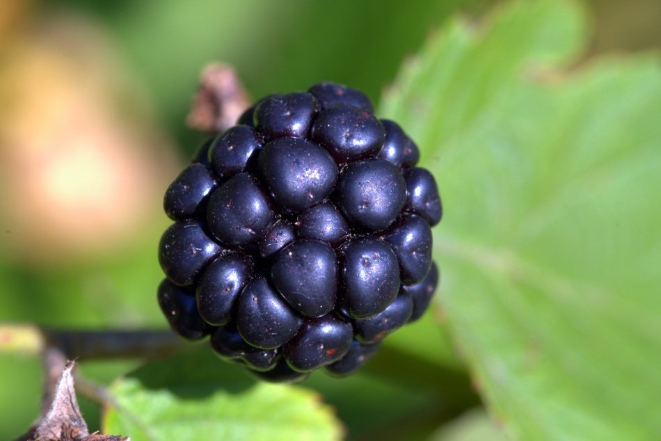 one blackberry is growing in the forest