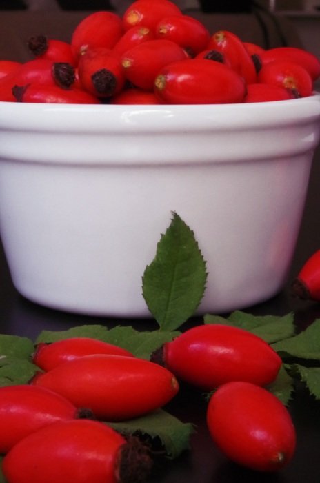 red egglantine fruits in autumn