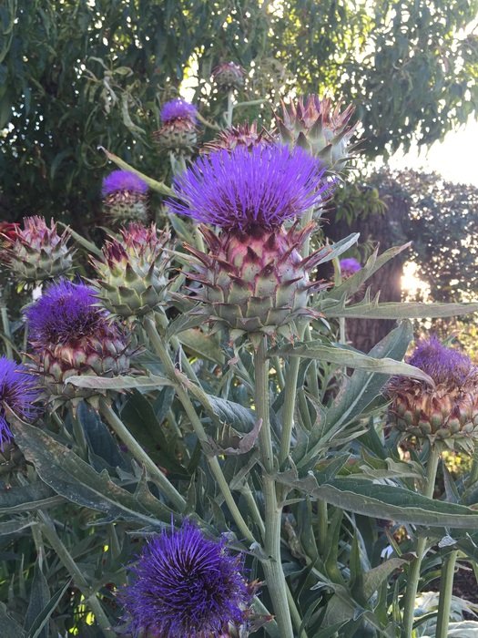 Artichoke Flowers in botanical park