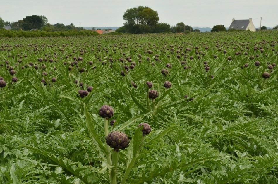 Field of the artichoke