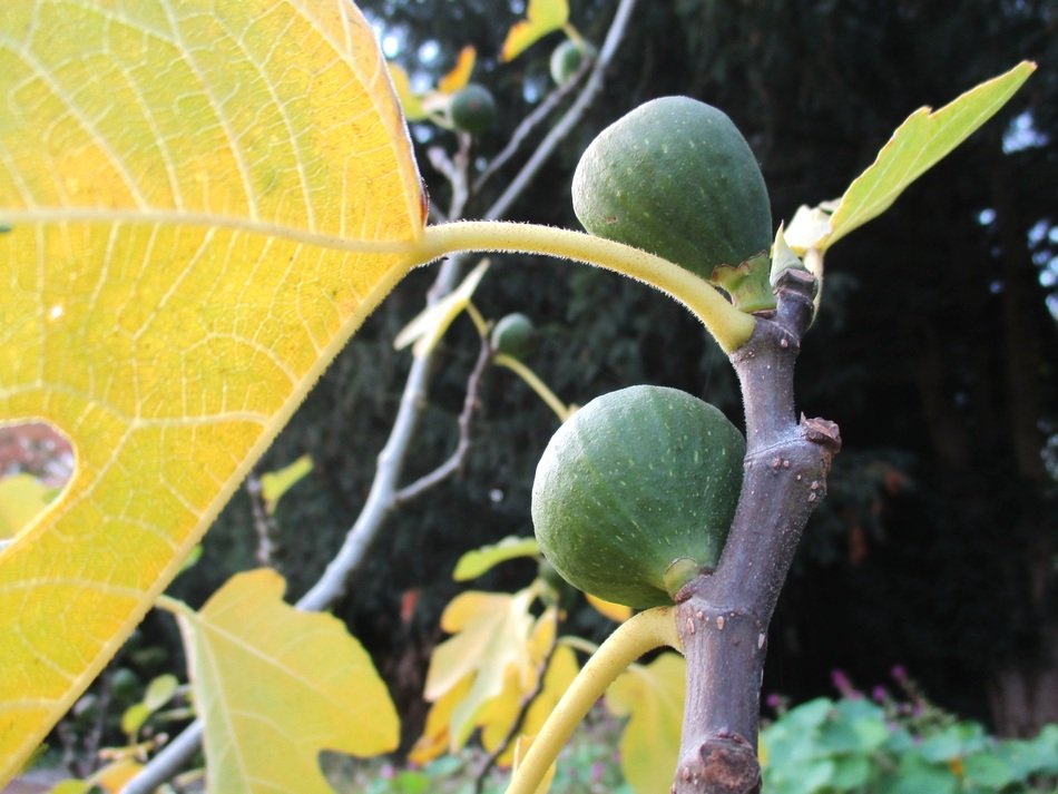 beautiful delicious Fig