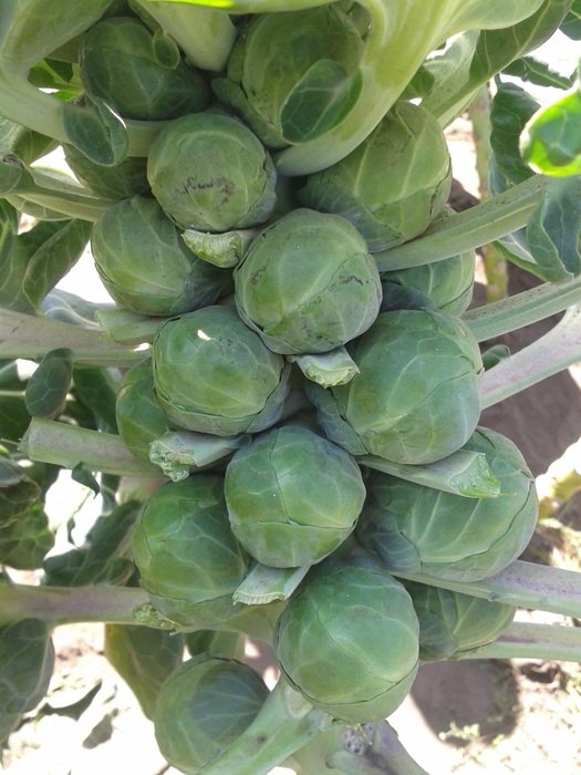 Brussels sprouts on a garden bed