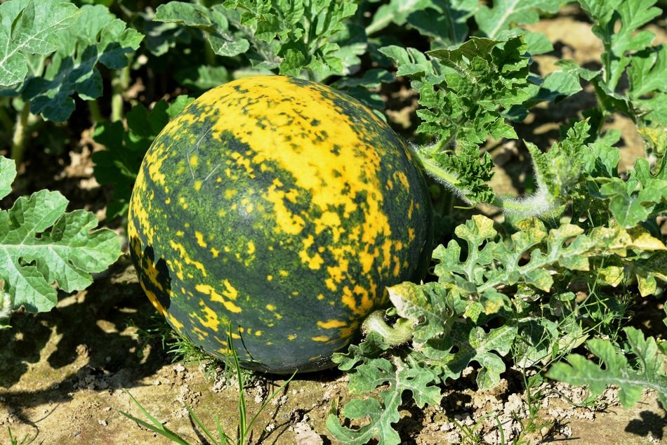 yellow-green watermelon in the garden