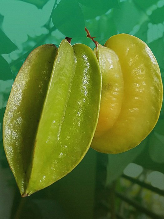 tropical fruit on a bush in the philippines