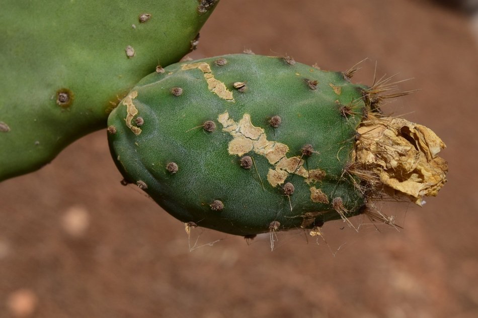 Close-up of the dry blooming cactus