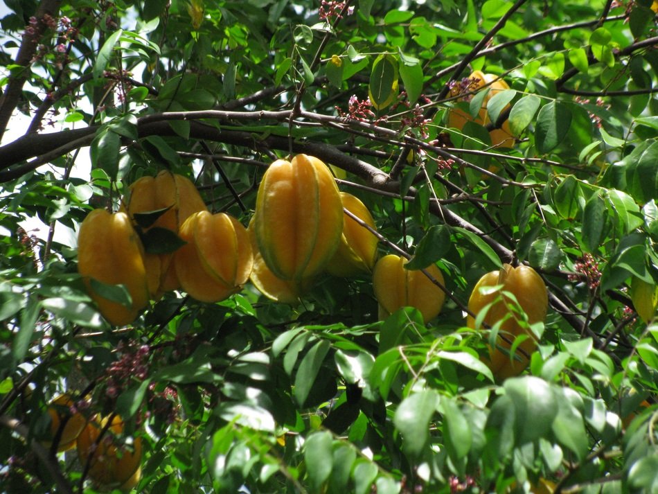 Star Fruits on Tree