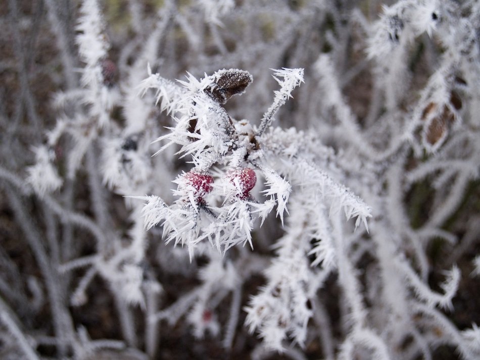 frozen branches of wild rose
